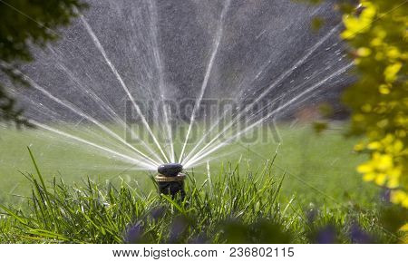 Automatic Sprinkler System Watering The Lawn On A Background Of Green Grass, Close-up