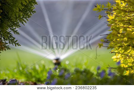Automatic Sprinkler System Watering The Lawn On A Background Of Green Grass, Close-up