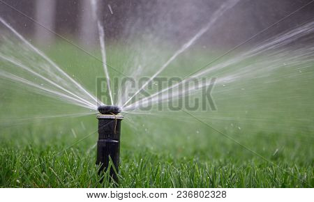 Automatic Sprinkler System Watering The Lawn On A Background Of Green Grass, Close-up