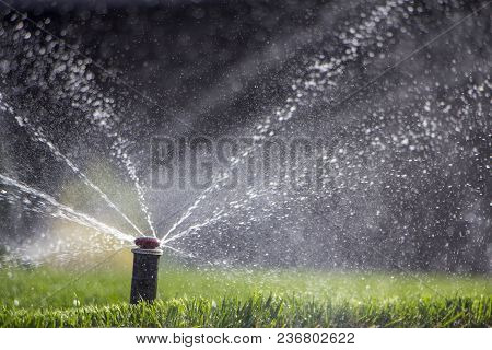 Automatic Sprinkler System Watering The Lawn On A Background Of Green Grass, Close-up