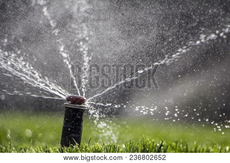 Automatic Sprinkler System Watering The Lawn On A Background Of Green Grass, Close-up