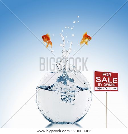 Złote rybki w akwarium