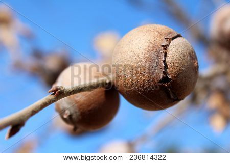 Gall Oak, Quercus Infectoria Tree, Aleppo Oak Or Manjakani Galls Closeup On Blue Sky Background Duri