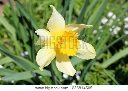 Narcissus Or Daffodil Or Daffadowndilly Yellow Flower On Light Green Leaves Background On Warm Sunny