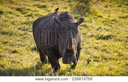 Lone Male White Rhino Approaching Camera In The South African Bush With Tickbird