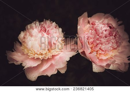 Peonies Blooming In The Garden Closeup Against A Dark Background, Stylized Treatment, Light And Shad