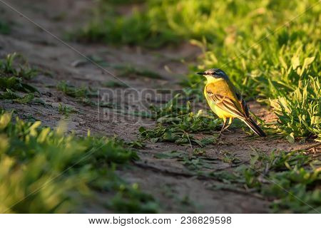 Close Up Beautiful Western Yellow Wagtail Or Motacilla Flava Sitting On Tree Branch