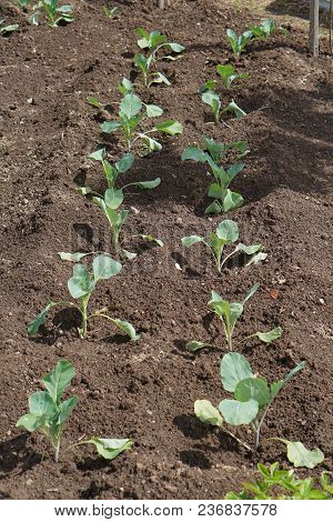 Green Cabbage Growth In Row. Ogranic Cabbage  In Garden. Ingredient In  Cuisine