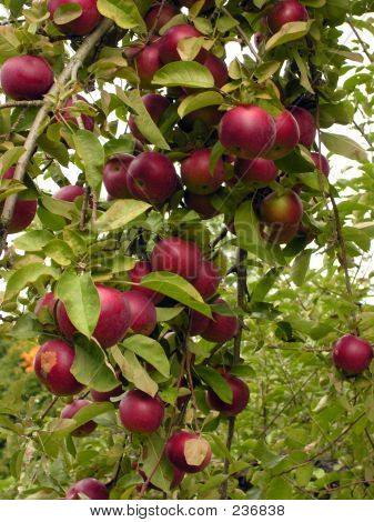 Apple Farm