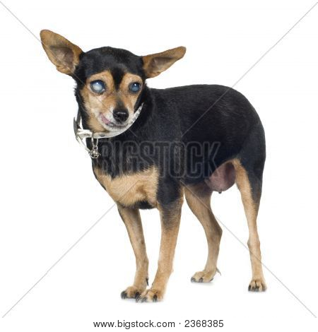 Bastard (14 anos)
