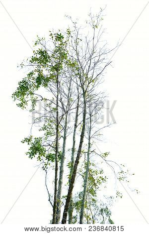 Top View Tropical Tree Trunk With Leaves And Branches Growing At The Botany Park On White Isolated B