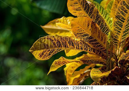 Close-up Leaves Of Codiaeum Variegatum Or Croton Plant