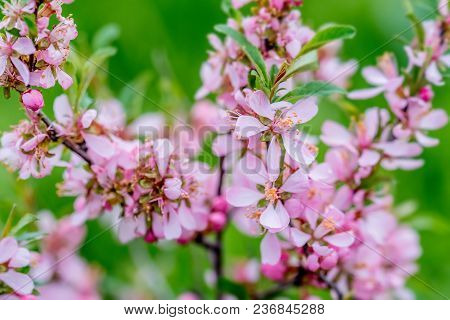 Wallpaper With Blossoming Of Dwarf Russian Almond Or Prunus Tenella In Spring