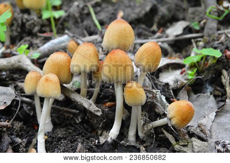 Rare Coprinellus Saccharinus Mushrooms In The Wild