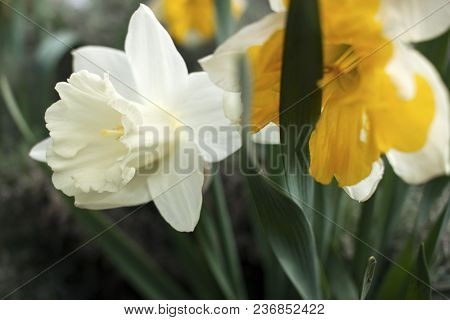 Close-up Of White Daffodil Flowers, Known As Paperwhite, Narcissus Papyraceus In Green Grass Field