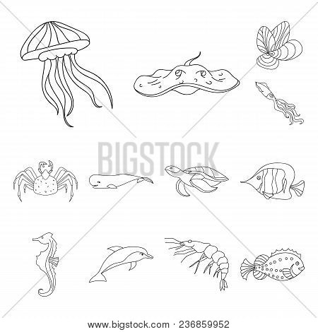 A Variety Of Marine Animals Outline Icons In Set Collection For Design. Fish And Shellfish Vector Sy