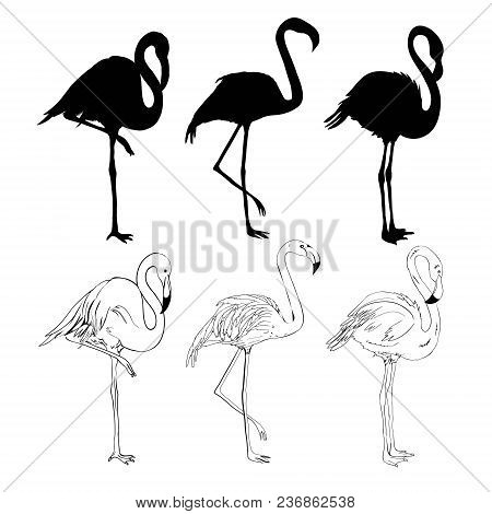 Hand Drawing Flamingos. Vector Illustration, Animal, Bird Isolated Drawing Pink