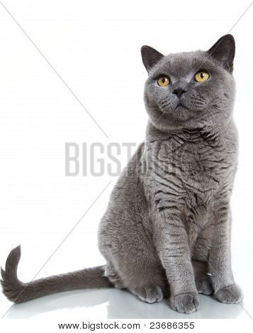 Brittisk korthår blå katt