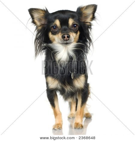 Chihuahua (2 roky)