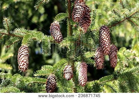 Big Bumps On A Bright Green Spruce Branch.