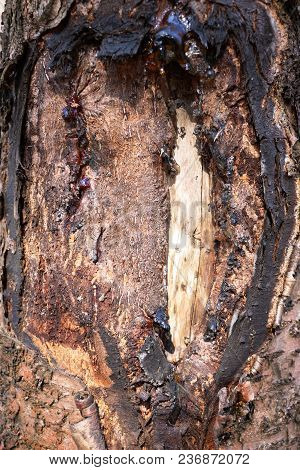 A Trunk Is A Tree That Is Not Completely Covered With Bark On Which There Is Resin. Background.