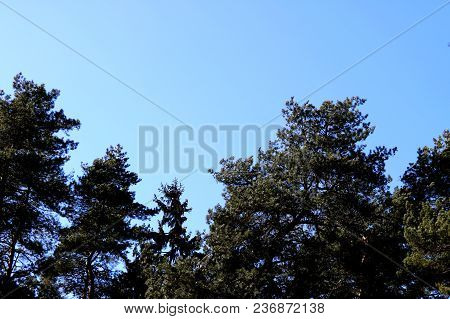 The Tops Of Green Trees Against The Blue Sky.