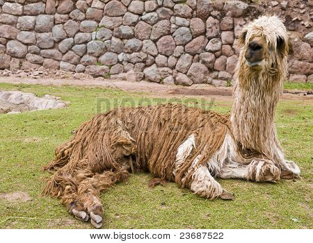 Alpaca