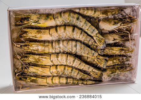 Shrimp Tiger Lie On A White Background