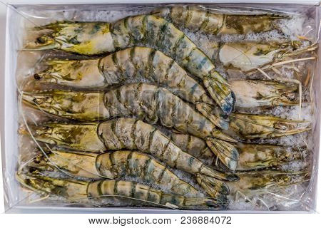 Shrimp Tiger Lie On A White Background