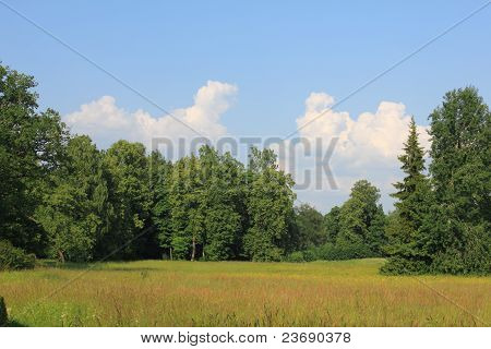 Waldlandschaft