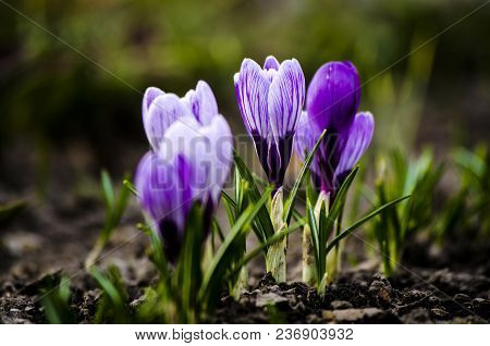 Crocus Spring Violet Flower In The Morning Sun.