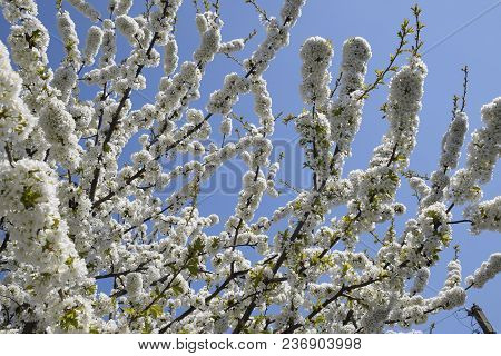 Prunus Avium Flowering Cherry. Cherry Flowers On A Tree Branch.