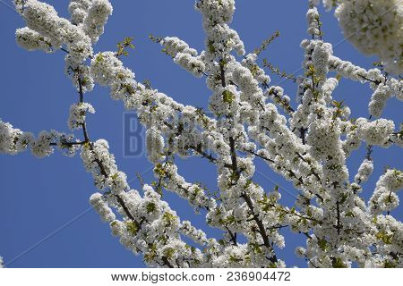 Prunus Avium Flowering Cherry. Cherry Flowers On A Tree Branch.