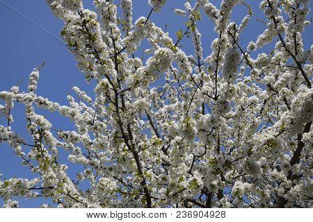 Prunus Avium Flowering Cherry. Cherry Flowers On A Tree Branch.