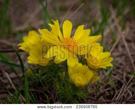 Yellow Pheasant's Eye Or Adonis Vernalis Is A Lovely Wild Flower