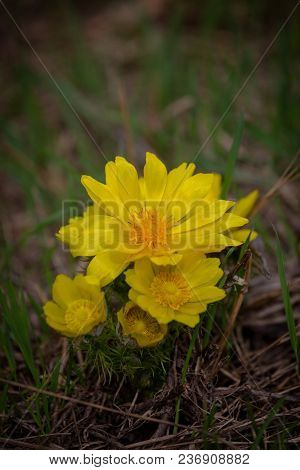 Yellow Pheasant's Eye Or Adonis Vernalis Is A Lovely Wild Flower