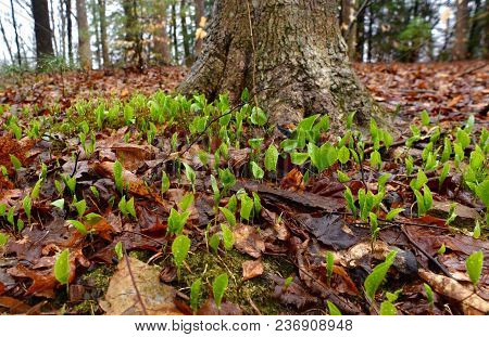 A Colony Of Green Canada Mayflower Leaves Emerging In A Spring Forest.