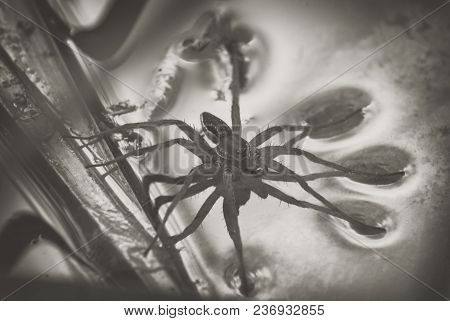 Large Water Spider Dolomedes Plantarius, Close-up In A Natural Environment. Raft Spider Great Royal 