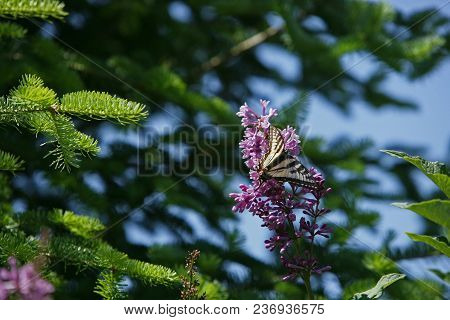 Wild Nature Setting With Pine Trees, Wild Flowers And Butterfly