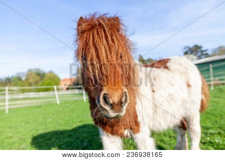 Portrait Of A Shetlandpony On A Green Meadow