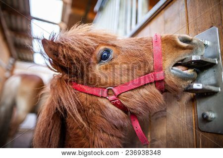 Portrait Of A Shetlandpony In A Stable