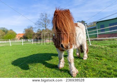 Portrait Of A Shetlandpony On A Green Meadow