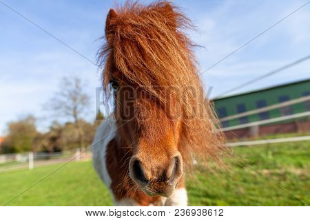 Portrait Of A Shetlandpony On A Green Meadow