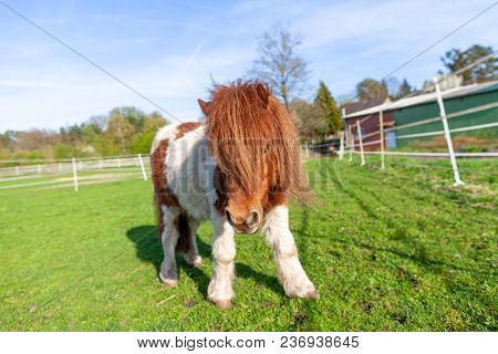 Portrait Of A Shetlandpony On A Green Meadow