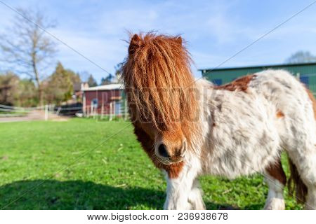 Portrait Of A Shetlandpony On A Green Meadow