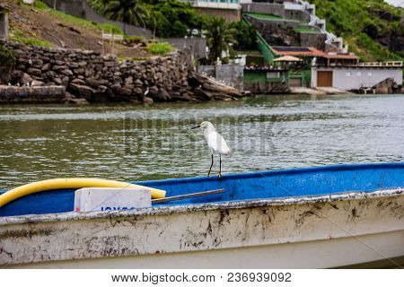 Great White Egret Perched On Blue And White Boat In The Background, Marapendi Lagoon, Rio De Janeiro