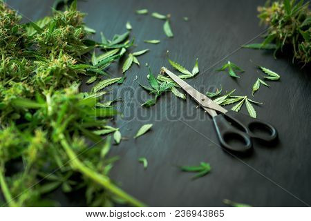 Freshly Harvested Medical Marijuana Grown At Home. Close Up Of A Cannabis Leaves After Being Trimmed