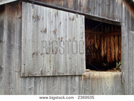 Tabacco essiccazione In fienile
