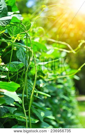 Organic Yard Long Bean Tree, Young Cowpea Plants In Vegetable Garden