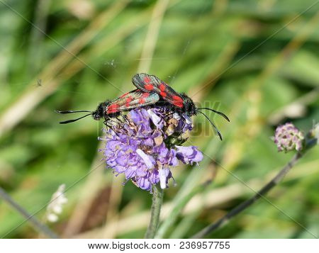 Two Zygaena Filipendulae Six Spot Burnet, Red Spotted Black Wings Insect  Mating On A Purple Flower 